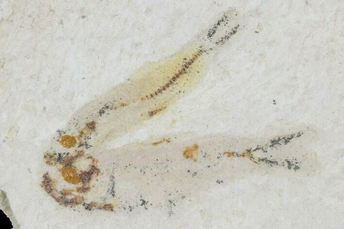 Cretaceous Fossil Fish - Morocco #104395